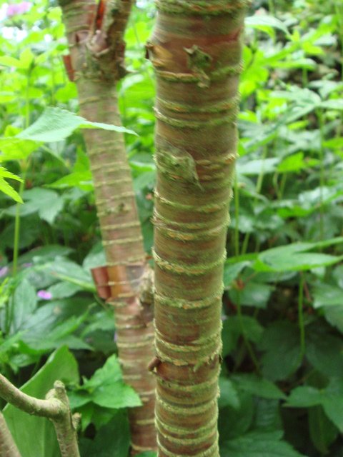 Prunus rufa ecorce P12